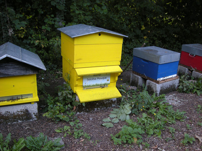 La ruche Sololbe Mouque